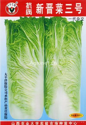 抗病晋菜三号—白菜种子
