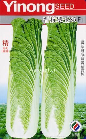 晋抗翠玉85--白菜种子