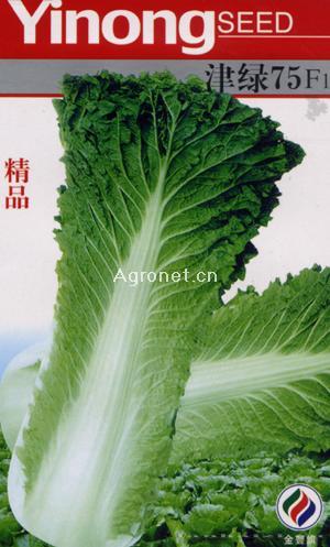  津绿75--白菜种子 