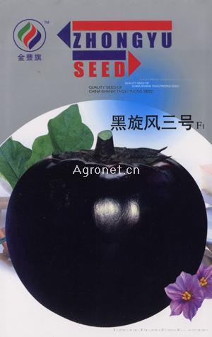 黑旋风三号--茄子种子 
