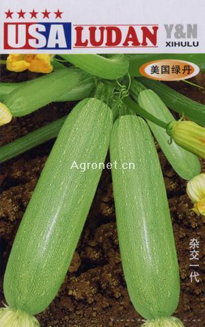 美国绿丹--西葫芦种子 