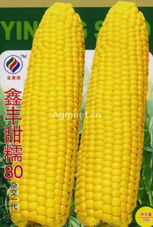 鑫丰甜糯80（杂交一代）—甜糯玉米种子 