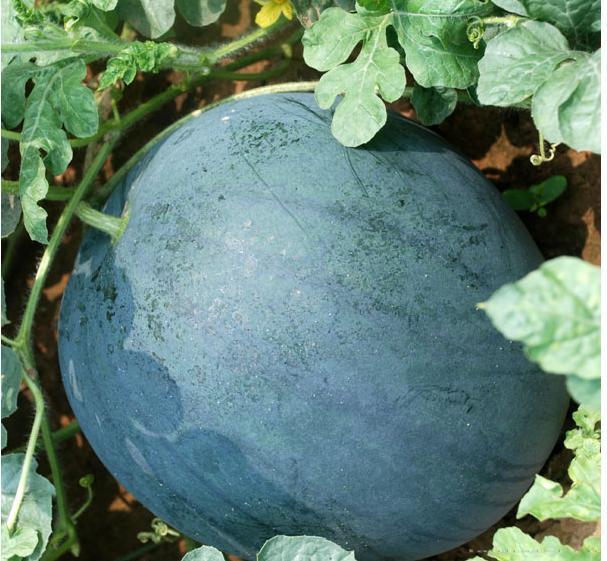 印度懒汉黑皮无籽西瓜王