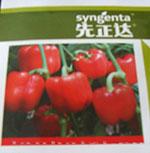 甜椒种子——先正达玛索甜椒种子