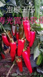 辣椒种子——泡椒王子