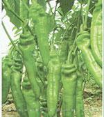 辣椒种子——荷兰37-58辣椒种子