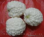 苦瓜种子---苹果苦瓜种子