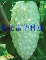 白苦瓜种子——白玉