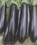 茄子种子——西方神茄768
