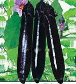 茄子种子——日本剑龙