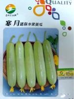 黄瓜种子——寒月