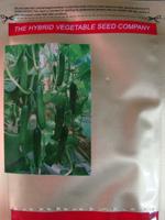 黄瓜种子——荷兰668
