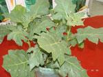 茄子砧木——托鲁巴姆