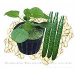 砧木种子——日本嘉辉台木（黄瓜砧木）