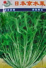 特菜种子——日本京水菜