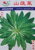 特菜种子——山菠菜