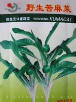 特菜种子——野生苦麻菜