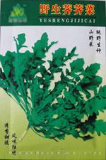荠菜种子——野生荠菜