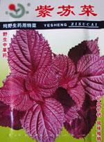 紫苏菜种子——紫苏菜