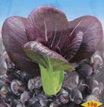 油菜种子——紫叶油菜