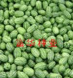西瓜种子——迷你小西瓜