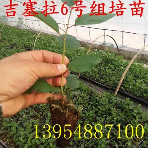 德国吉塞拉砧木大樱桃苗