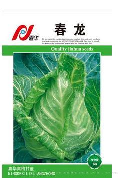 春龙——甘蓝