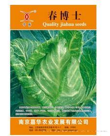 春博士——甘蓝