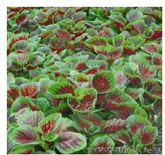 花红苋菜——苋菜