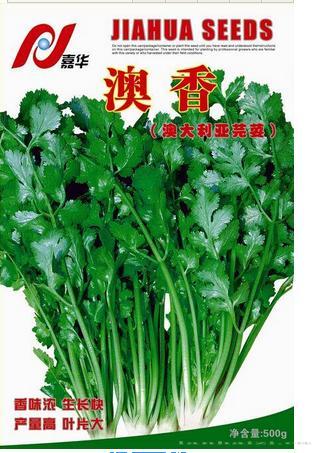 澳香——香菜