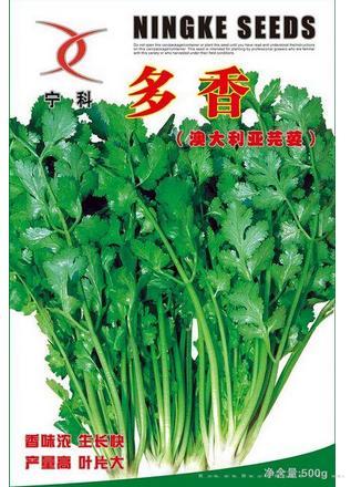 多香——香菜