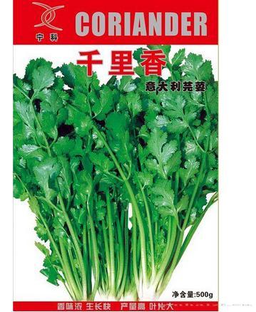 千里香——香菜
