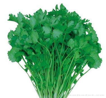 意大利香菜——香菜
