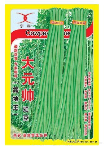 大元帅——中早熟品种