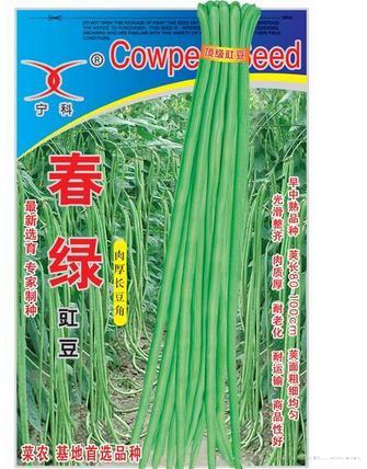 春绿——中早熟品种