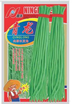 青龙——中早熟品种