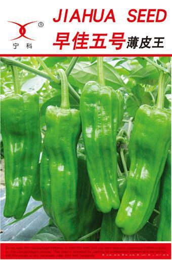 早佳五号——辣椒