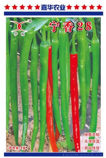宁香28——辣椒