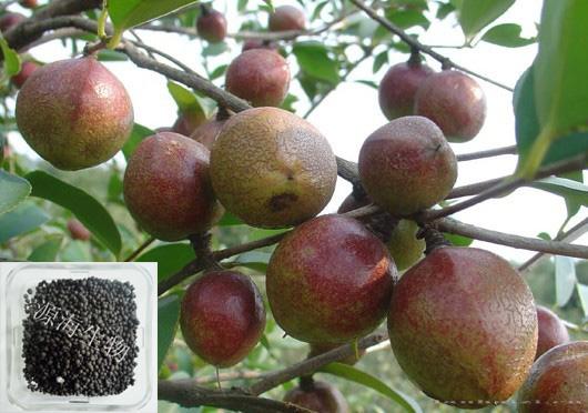 油茶专用肥