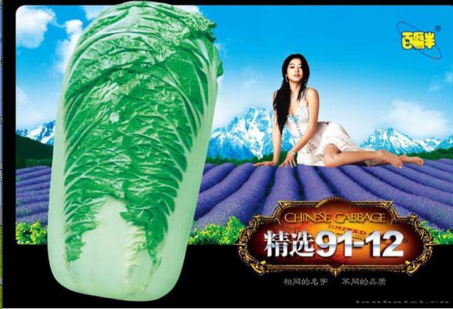 精选91-12-白菜种子