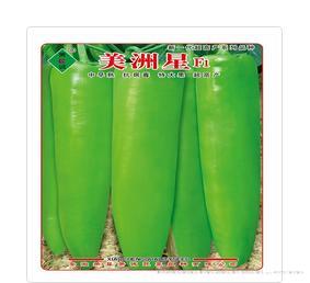 美洲星