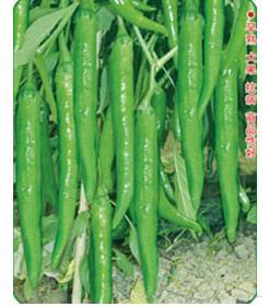 镇研A6
