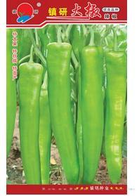镇研大椒
