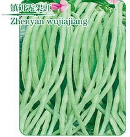 镇豇无架豇