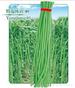 特选扬豇40
