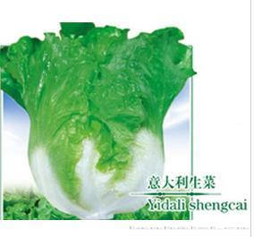 意大利生菜