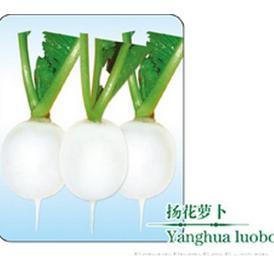 扬花萝卜