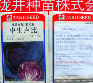 泷井交配中生卢比紫甘蓝种子