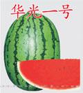 华光一号西瓜——西瓜种子