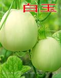 白玉——甜瓜种子